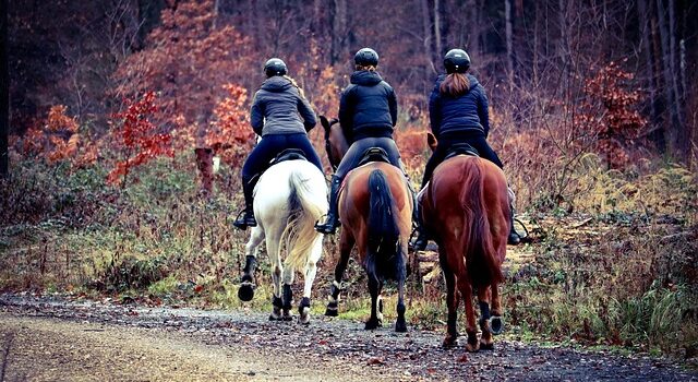 Reitsport